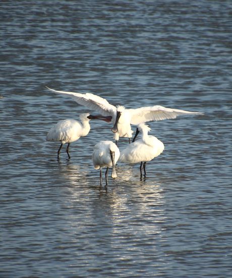 今津干潟の白鷺