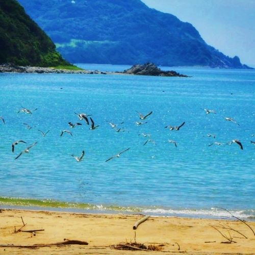 西浦海岸上を渡る野鳥