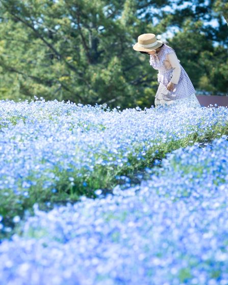 今津運動公園のネモフィラ畑