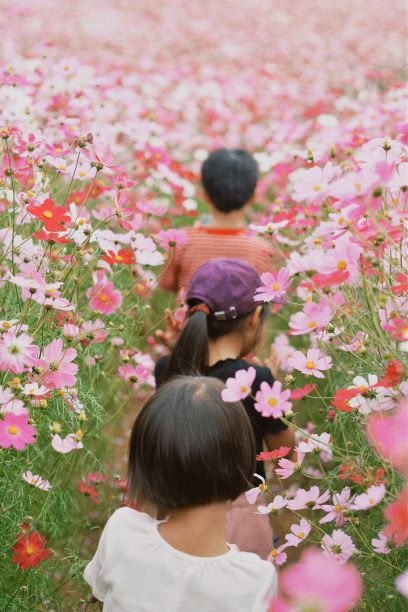 のこのしまアイランドパークのコスモス畑の中を歩く子ども達の写真