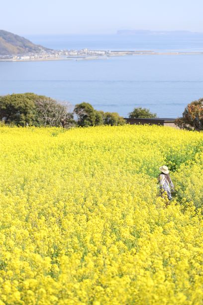 のこのしまアイランドパークの菜の花畑の中を歩く子どもの写真