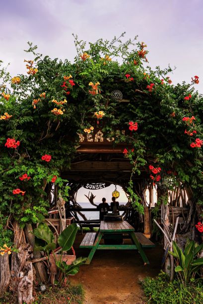 西浦のサンセットの流木オブジェにノウゼンカズラが咲いている写真