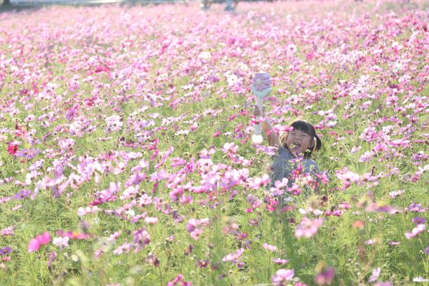 周船寺ふれあい広場のコスモス畑
