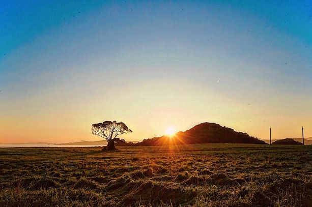 どんぐりの木に陽が昇る写真