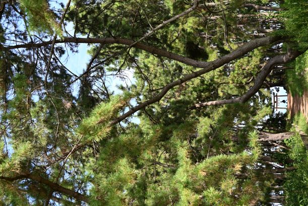 生の松原海岸鳥居