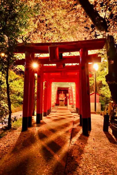 夜の愛宕稲荷の鳥居と桜