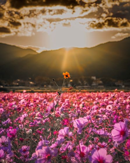 やよいの風公園のコスモス畑