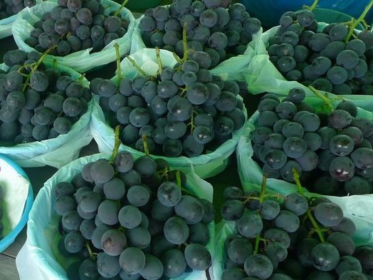 新鮮でみずみずしいぶどう