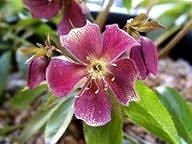 さまざまな色があるクリスマスローズ