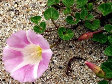 夏に咲く涼しげなハマヒルガオ