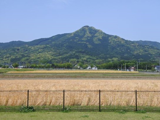 飯盛山を背景に広がる麦畑