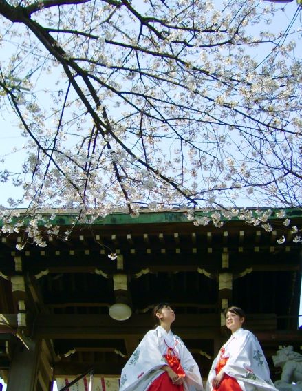 愛宕神社の桜