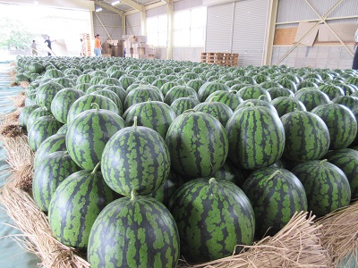 きたざき西瓜が選果場に並んでいる写真