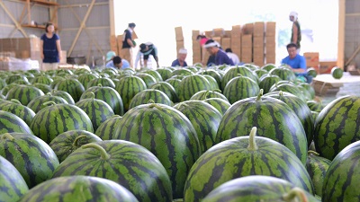 特産のスイカの写真