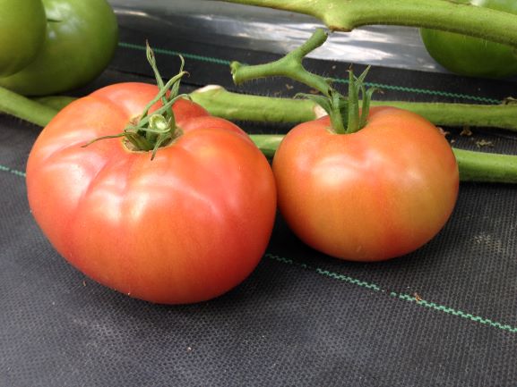 糖度酸味のバランスが良いトマト