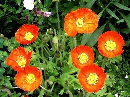 春に咲くかわいいポピー