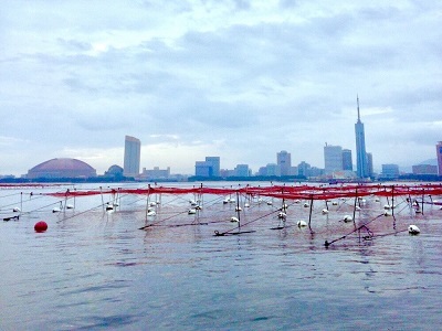 味が濃くパリッとして口どけのよい博多湾名産「姪浜のり」