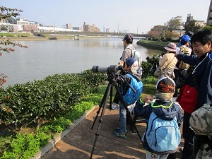 室見川自然観察ウォーキングの写真