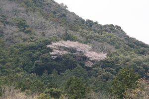 王桜