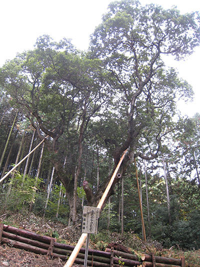 写真：金武のヤマモモ