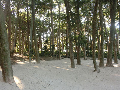 写真：橋本八幡宮のイヌマキ