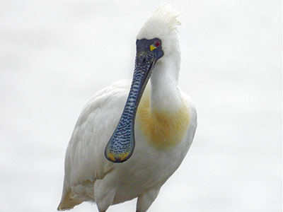 写真：クロツラヘラサギ