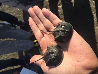 写真：カブトガニ