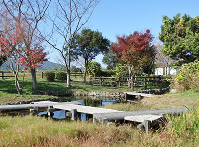 写真：金武アメンボ池