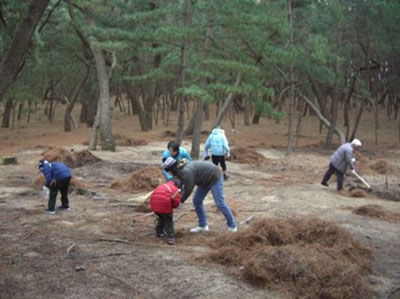 写真：白砂青松　美の松露