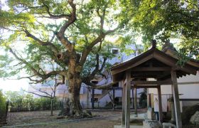 万正寺のタブノキ