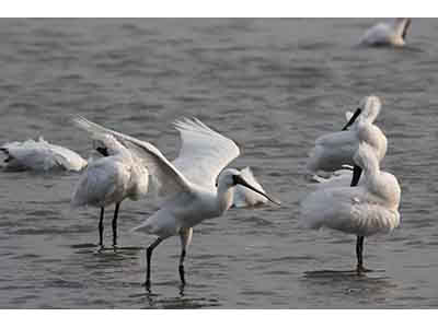 画像：動物・植物
