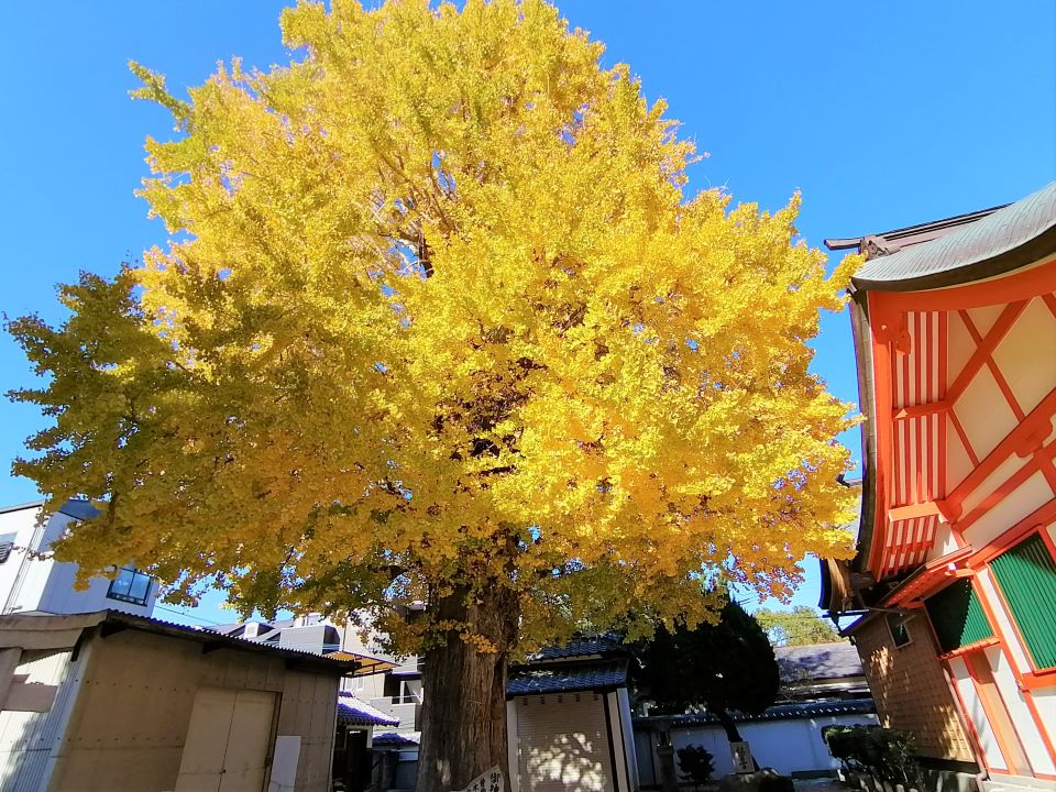 住吉神社のイチョウ