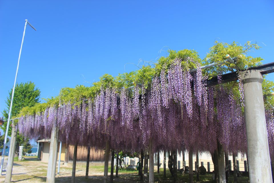 二宮神社の藤棚