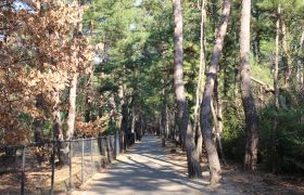 生の松原のクロマツ林