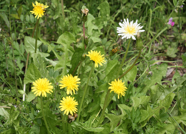 写真：今山タンポポ群生地