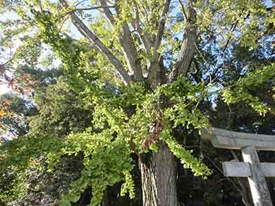 画像：樹木・保存樹