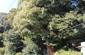 拾六町特別緑地