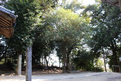 熊野神社のフジ、マキノキ