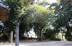 熊野神社のフジ、マキノキ