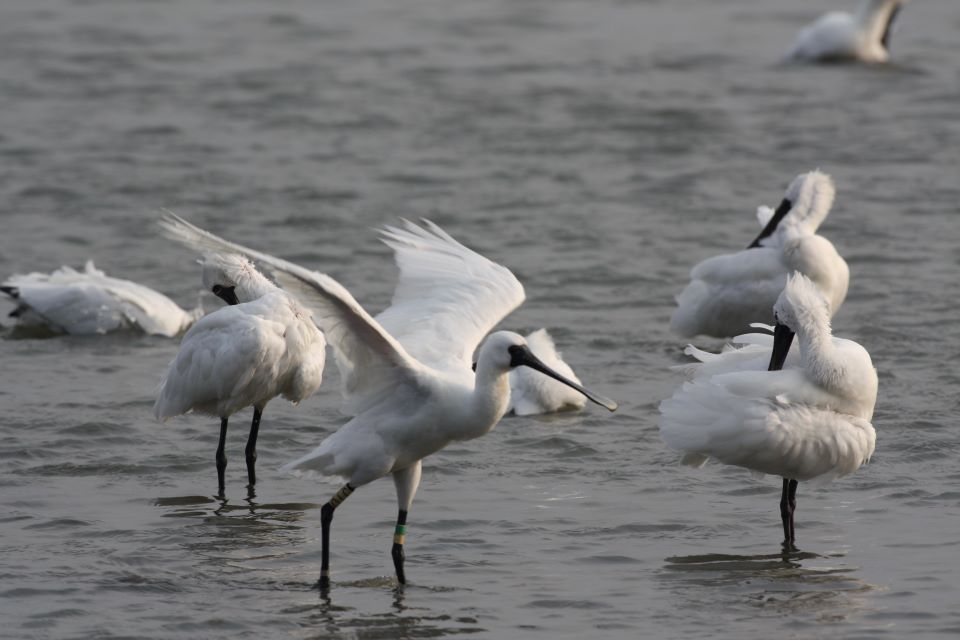 クロツラヘラサギ