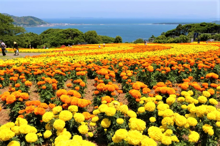 能古島のマリーゴールド