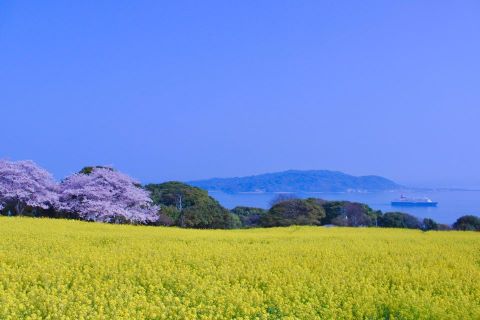 能古島の菜の花
