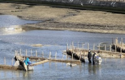 写真：室見川の白魚漁