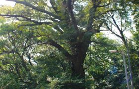 愛宕神社のスダジイ