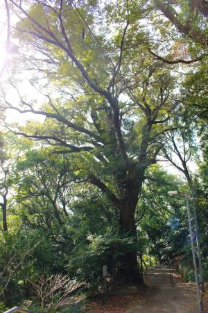 愛宕神社のスダジイ