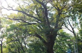 愛宕神社のスダジイ