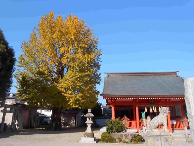 住吉神社イチョウ