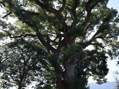八雲神社のクスノキ