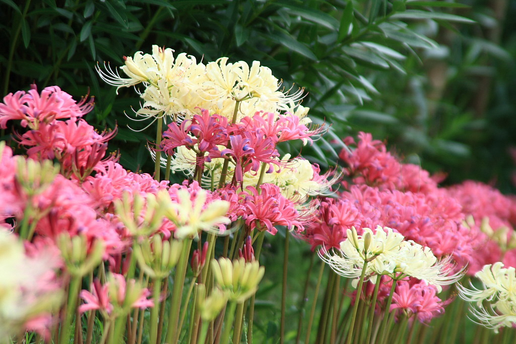 リコリスの写真