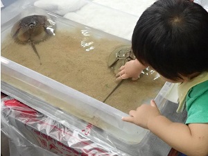 カブトガニの展示の様子です。